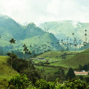 Stunning view of Valle de Cocora with towering palm trees and lush green mountains.