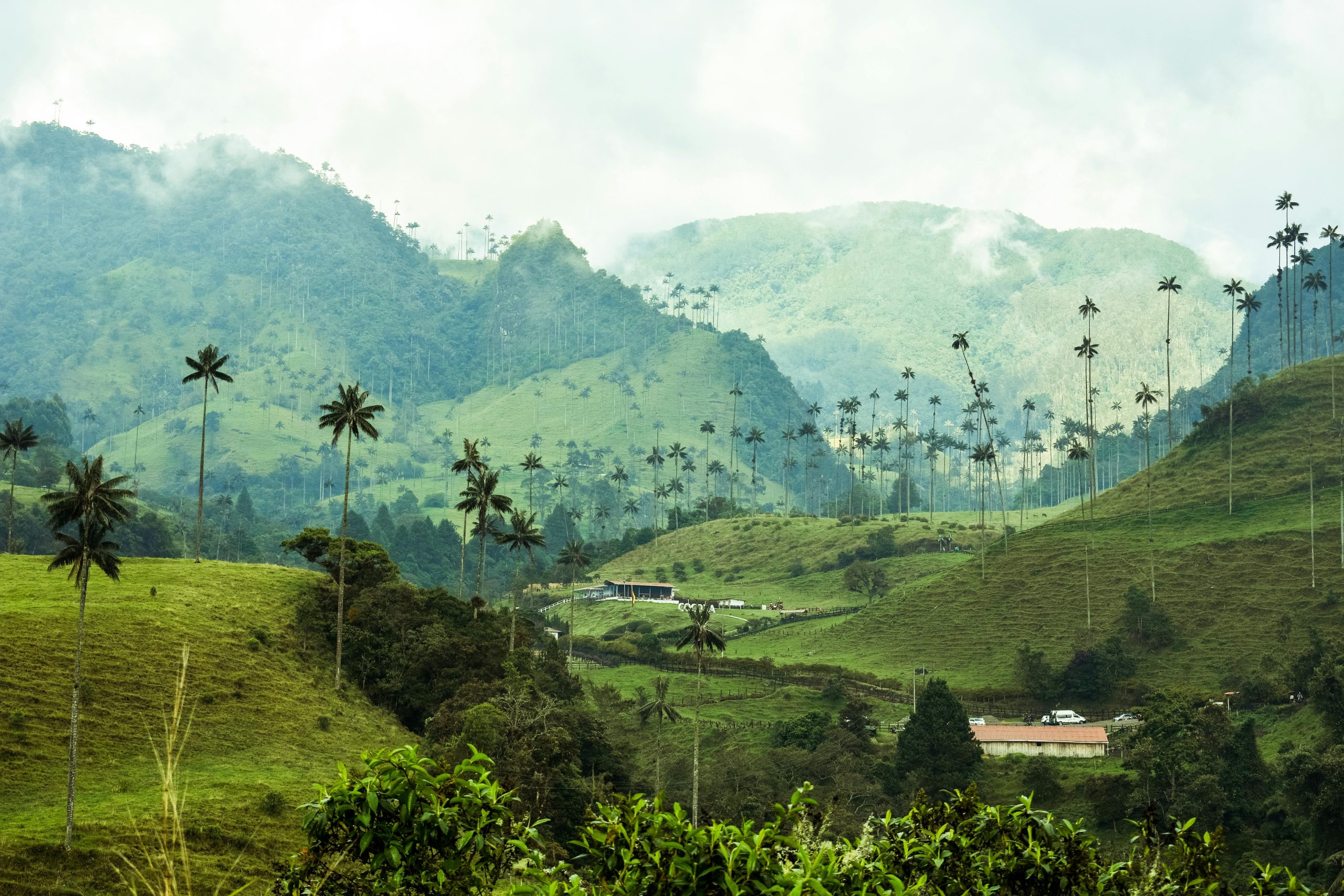 Tour a Filandia, Salento y Valle del Cocora