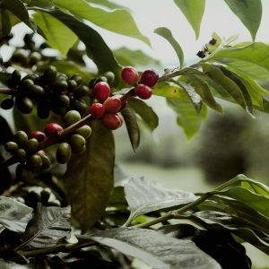 Eje Cafetero, Colombia
